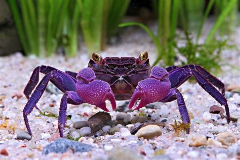 Everything you need to know about Vampire Crabs. .